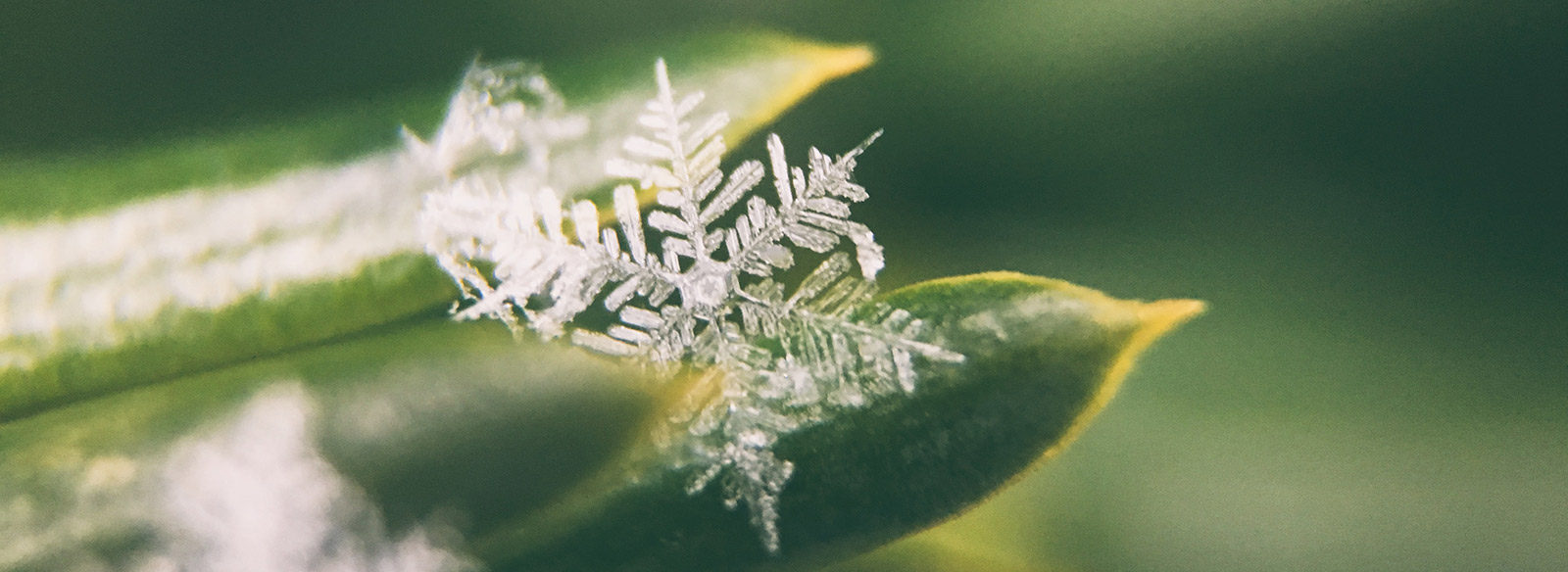 snowflake on a green leaf