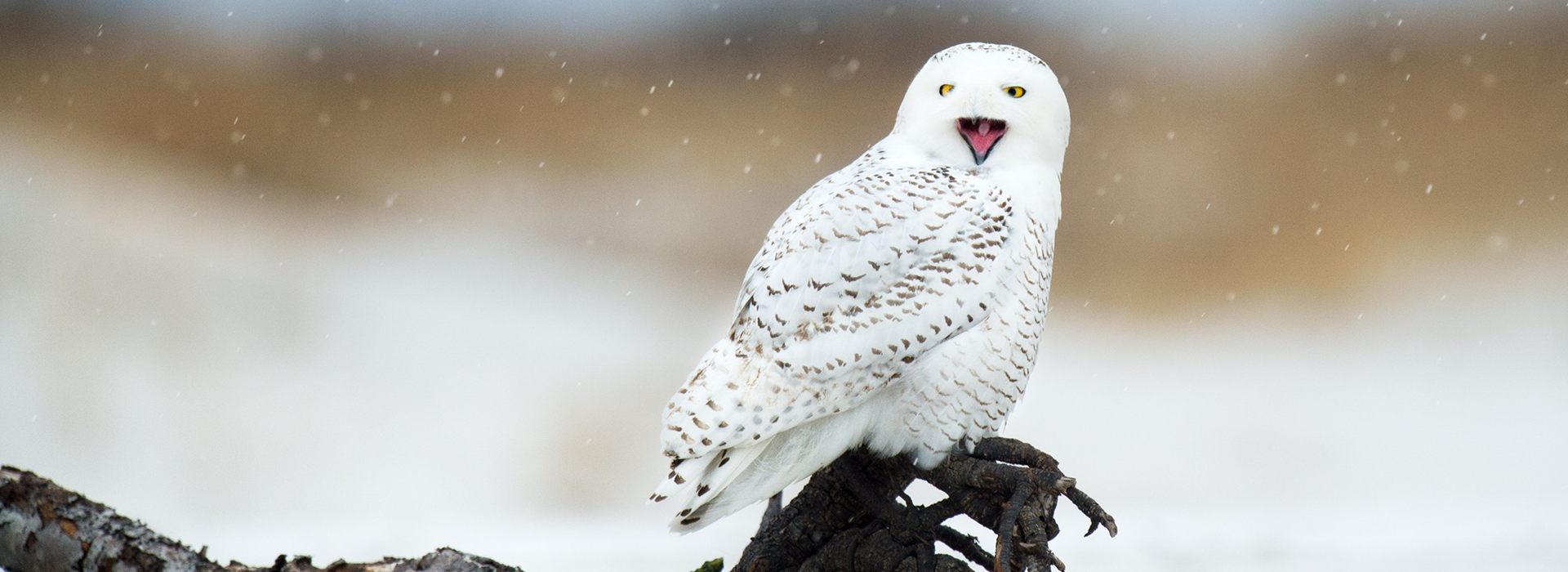 snowy owl perched on a frozen branch