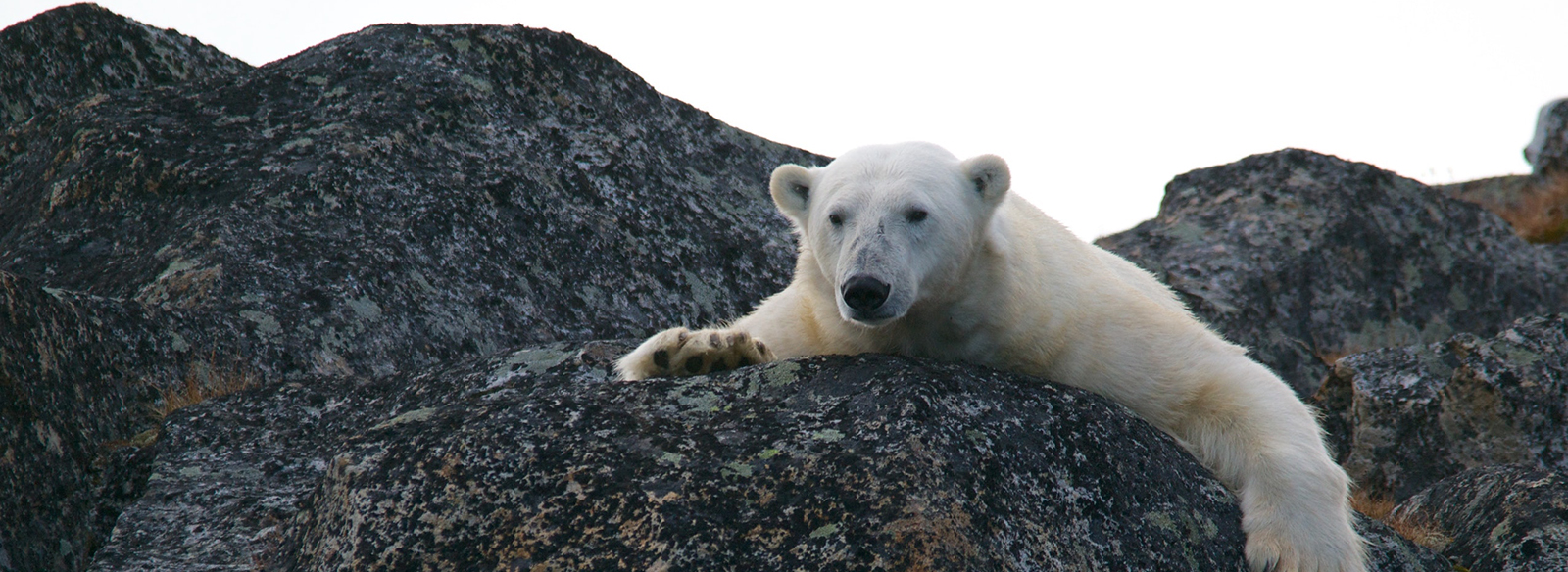 Un ours polaire étant assis sur un rocher