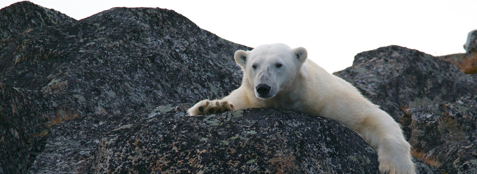 a polar bear sitting on a rock