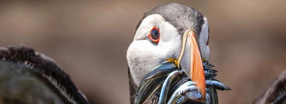 gros plan d'un oiseau avec des poissons dans la bouche